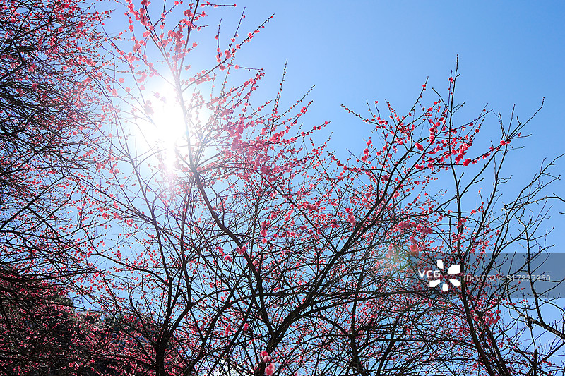 浙江宁波奉化新建村梅花图片素材