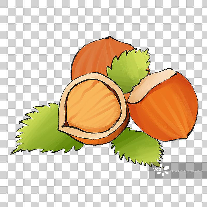 榛子坚果插画元素图片素材