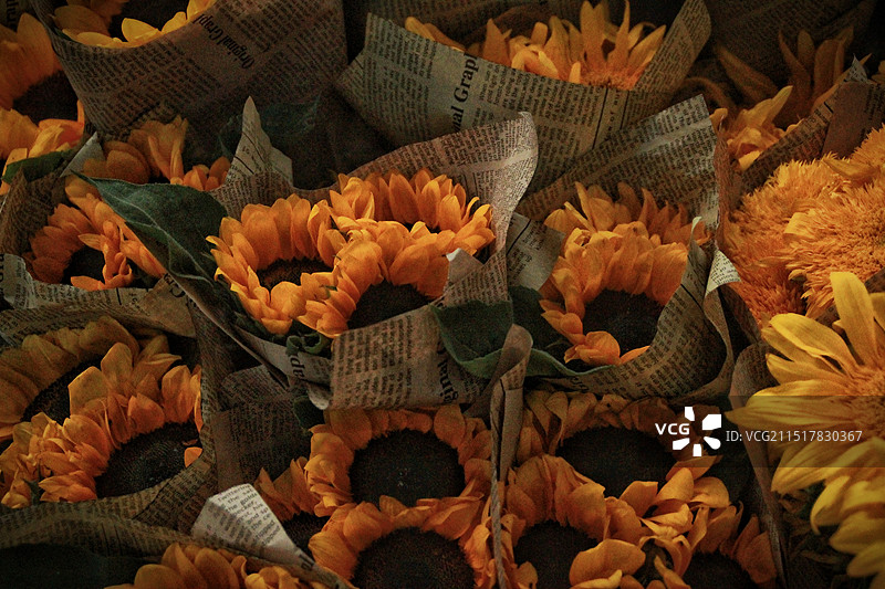 报纸包着向日葵图片素材