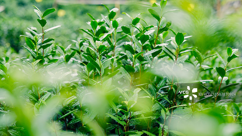 茶园茶叶春茶嫩叶图片素材