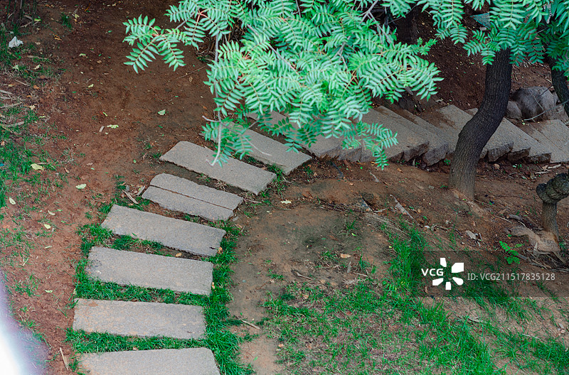 俯拍公园里的一条小道图片素材