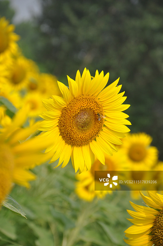 向日葵图片素材