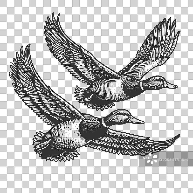 飞翔的绿头鸭雕刻图片素材