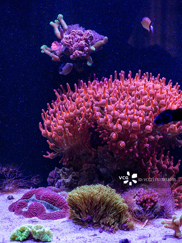 绚丽多彩的珊瑚礁生态系统图片素材
