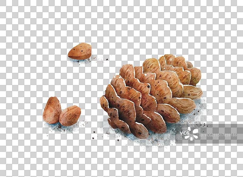 松果是坚果呀图片素材