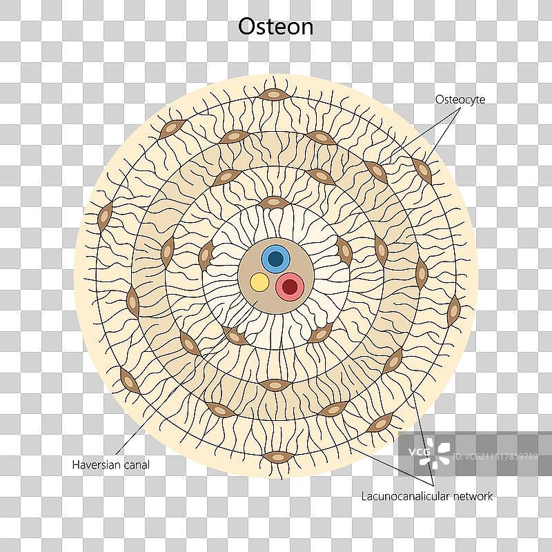 骨结构图医学图片素材