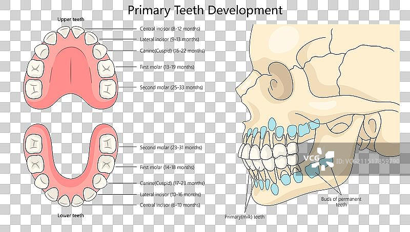 乳牙发育图医学图片素材