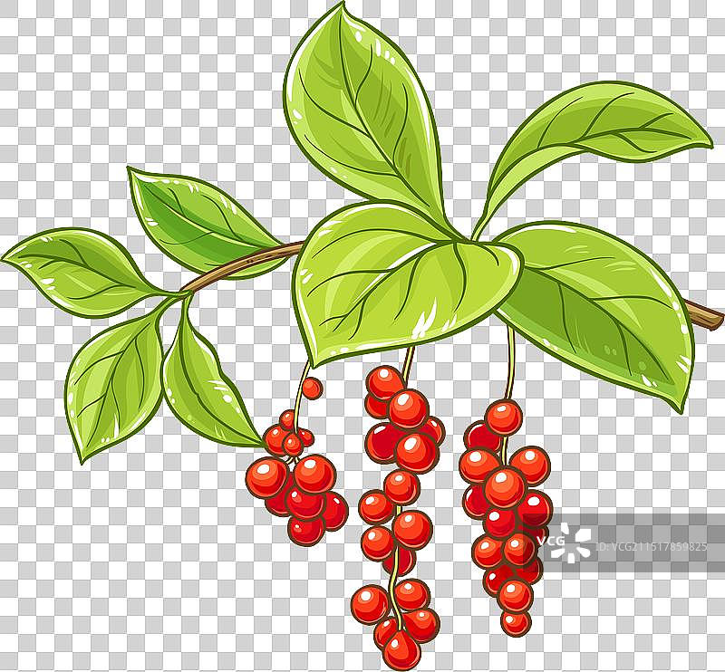 彩色精细的五味子树枝图片素材