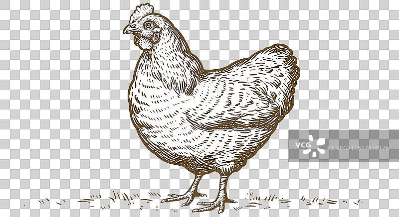 复古母鸡素描图片素材