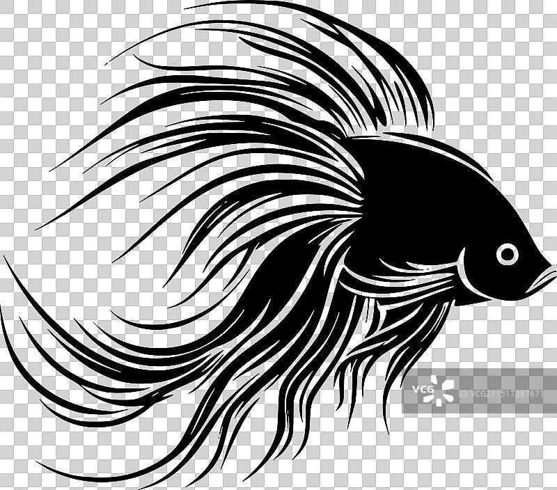 黑白斗鱼图片素材