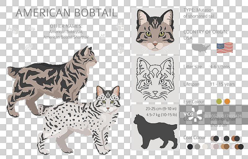 美国短尾猫剪贴画所有毛色套装图片素材