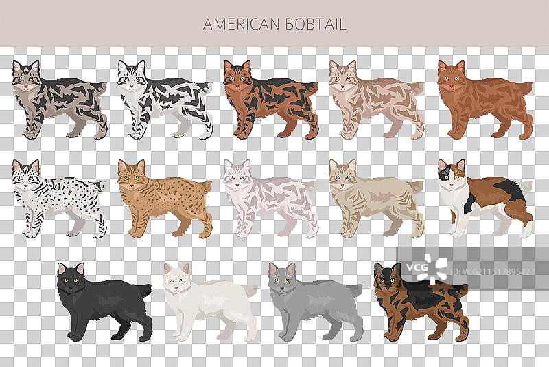 美国短尾猫剪贴画所有毛色套装图片素材