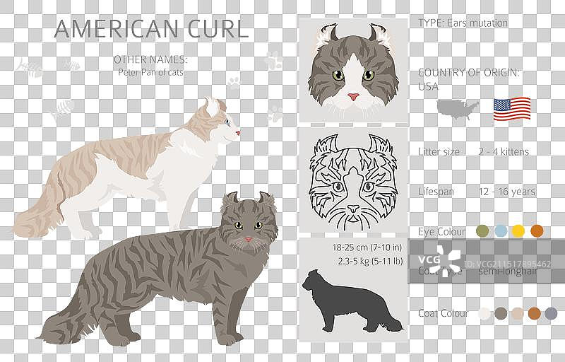 美国卷耳猫剪贴画全套毛色图片素材