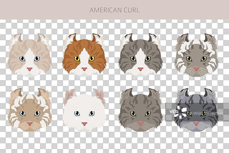 美国卷耳猫剪贴画全套毛色图片素材