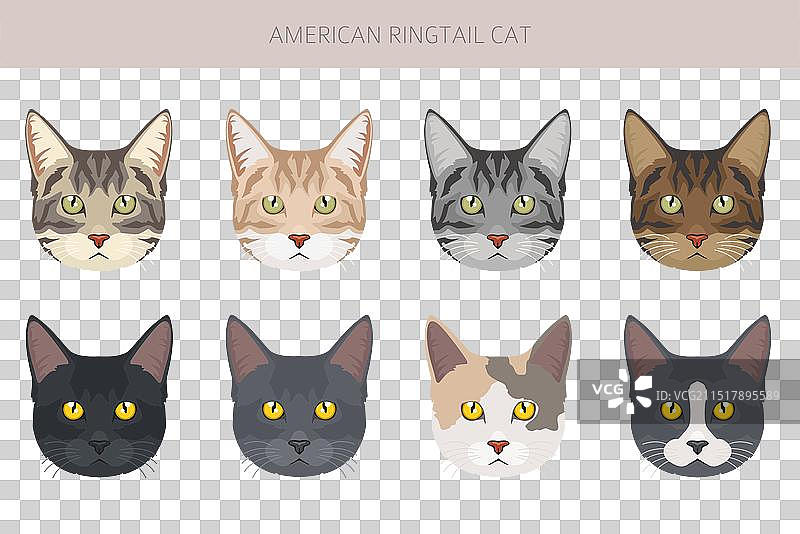美国环尾猫剪贴画全套毛色图片素材