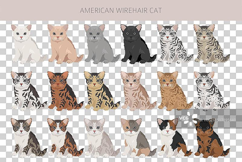 美国硬毛猫剪贴画全毛色合集图片素材