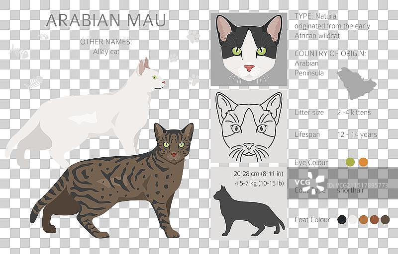 所有毛色的阿拉伯猫猫剪贴画图片素材