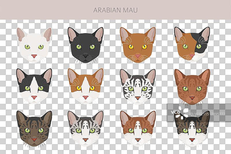 所有毛色的阿拉伯猫猫剪贴画图片素材