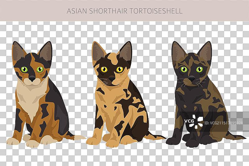 亚洲短毛玳瑁猫剪贴画图片素材