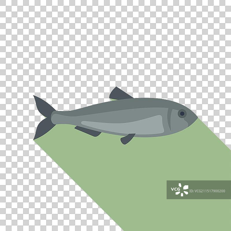 在清澈的蓝色海水中游动的鲱鱼图片素材