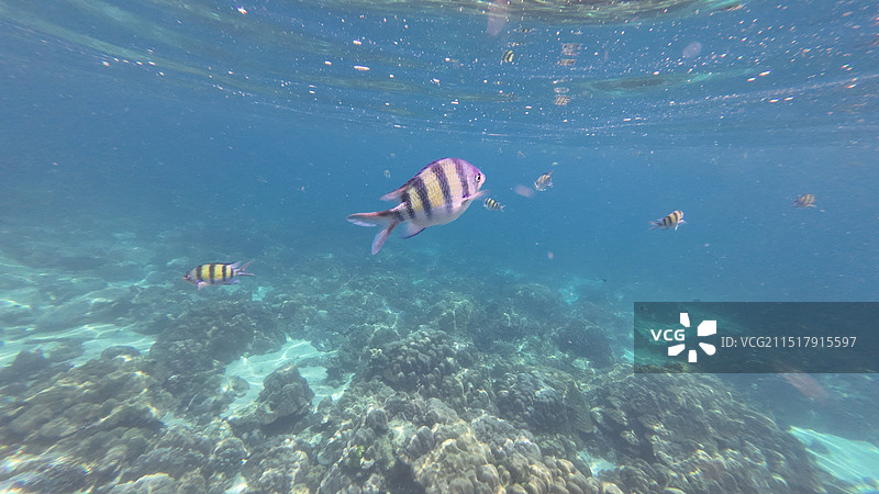 泰国普吉岛珊瑚岛图片素材