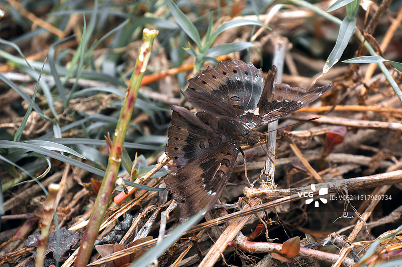 草丛中蛱蝶特写图片素材