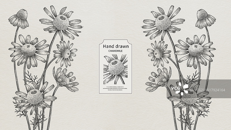 手绘风格复古版画钢笔画墨水黑白线条分层洋甘菊植物美妆药妆花卉图片素材