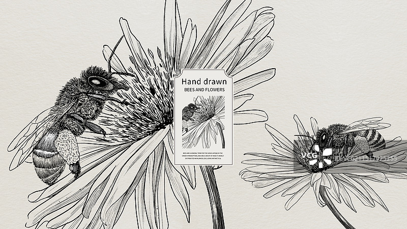 手绘风格复古版画钢笔画墨水黑白线条蜜粉花卉配图图片素材