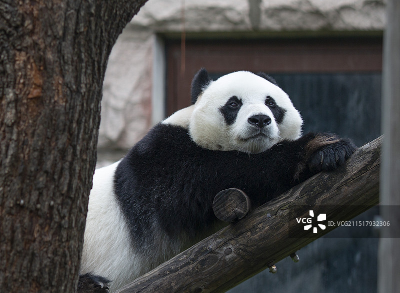 动物园自然保护大熊猫摄影图片图片素材