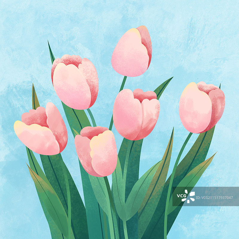 一束郁金香图片素材