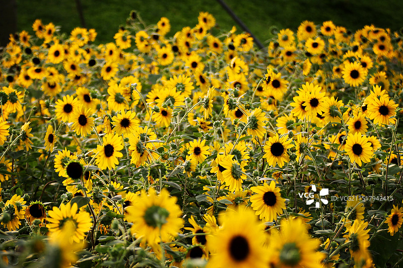 广州塔下黄花开图片素材