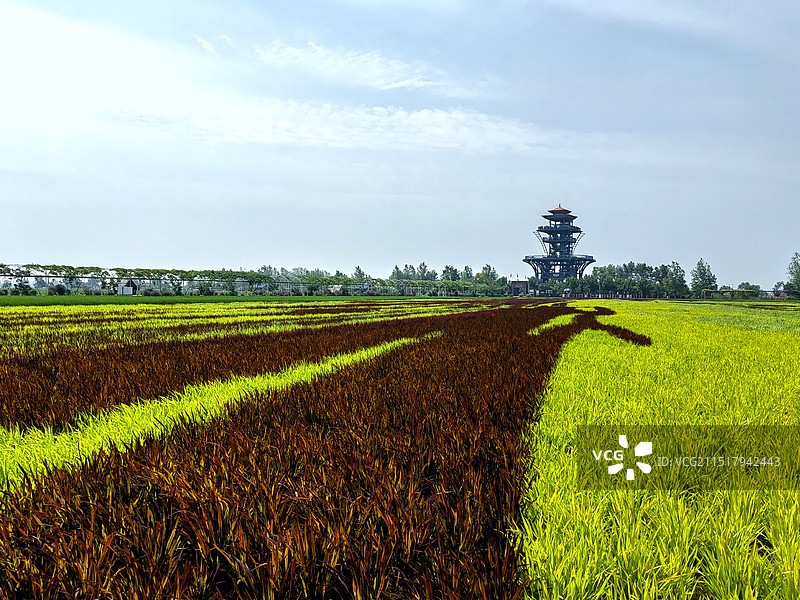 彩色稻田景——拍摄于沈阳稻梦空间图片素材