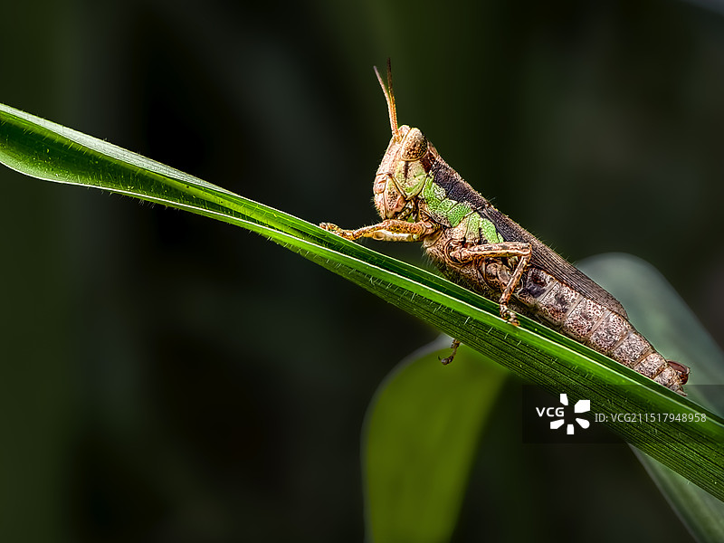 往上爬（蚂蚱）图片素材