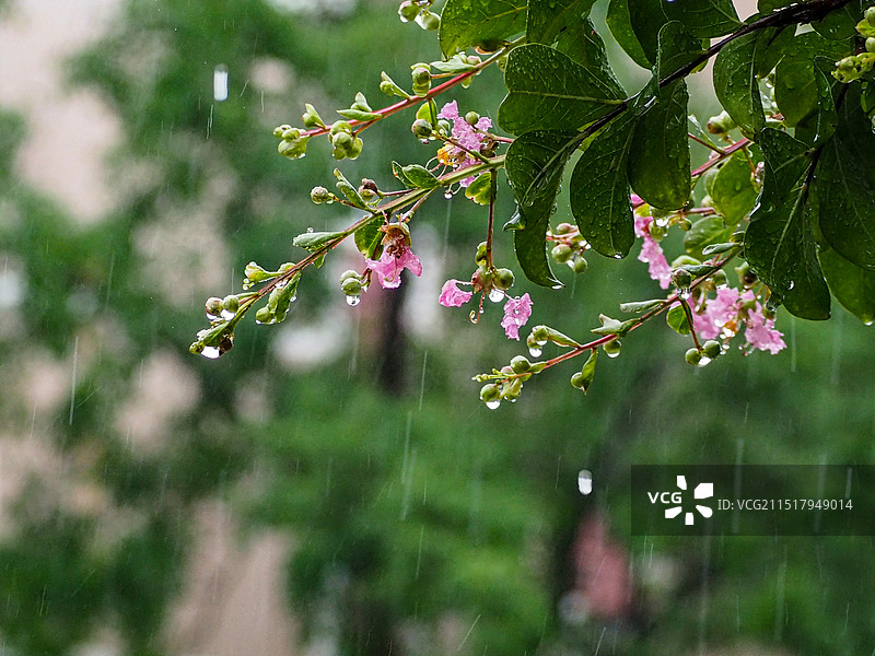 粉红色开花植物特写镜头图片素材