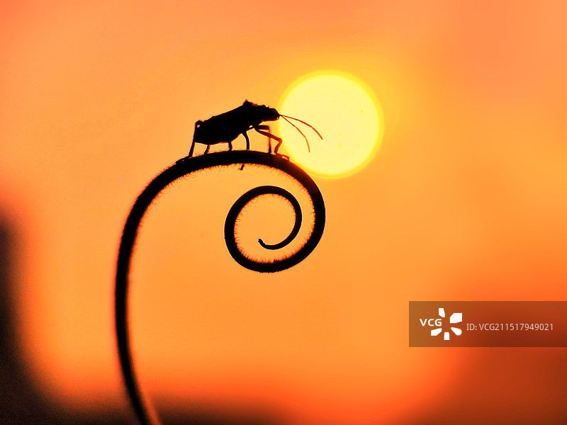 眺望远方图片素材