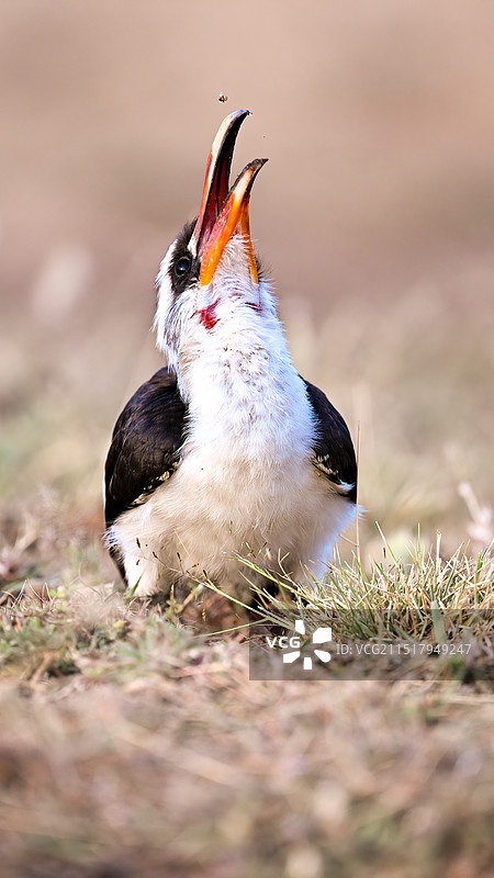 斑嘴弯嘴犀鸟图片素材