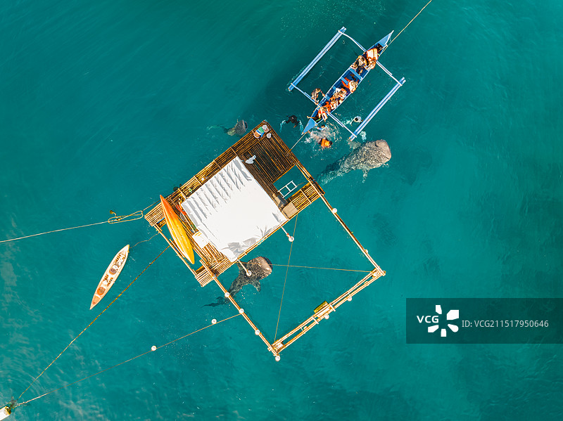 菲律宾，米沙鄢群岛，宿务省Cebu，保和岛Bohol，利拉lila，鲸鲨，浮潜，漂浮，水上屋，航拍图片素材