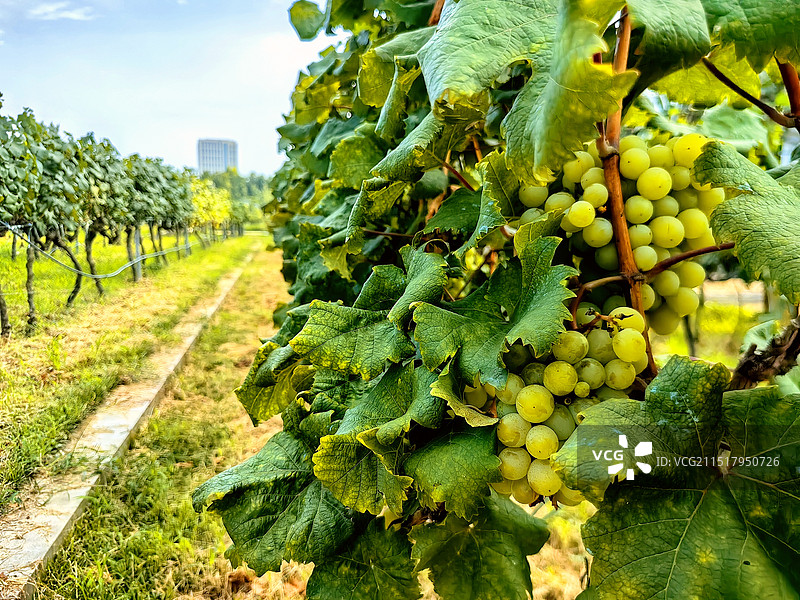 张裕酒庄的葡萄园图片素材