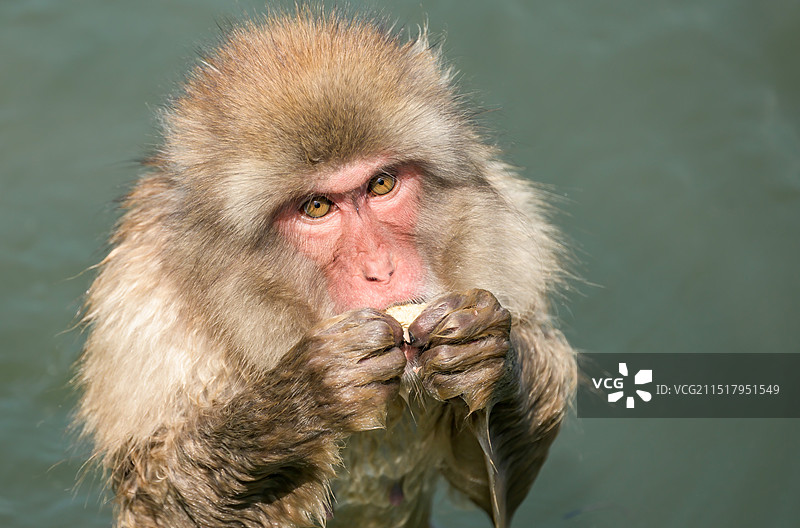 合肥4A合肥野生动物园 -日本猴图片素材
