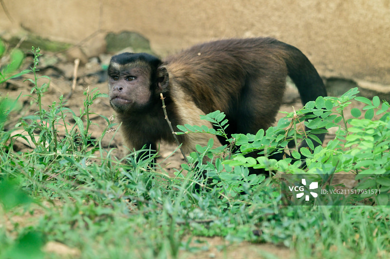 合肥4A合肥野生动物园 -黑帽悬猴图片素材
