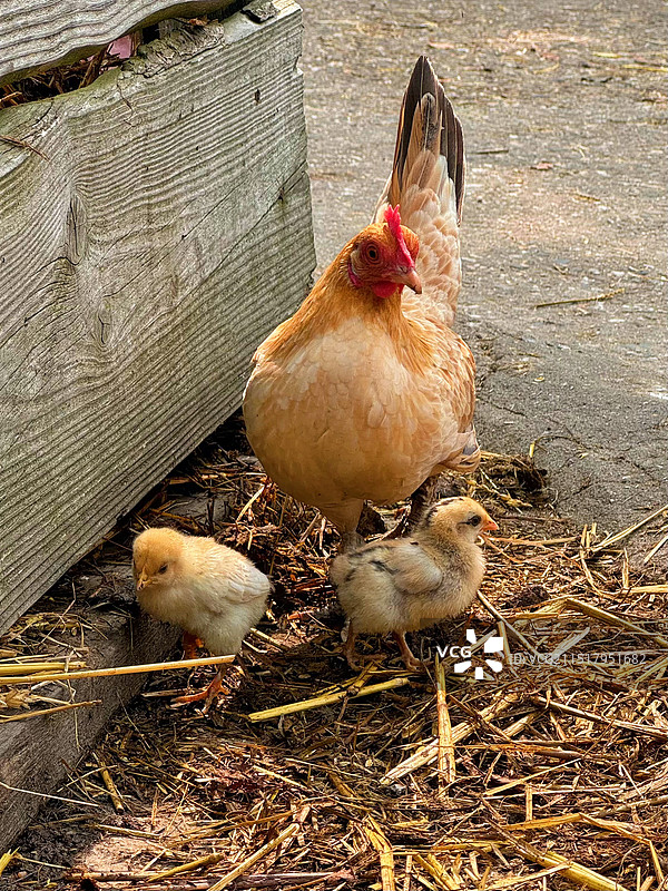 母鸡和小鸡的特写镜头图片素材