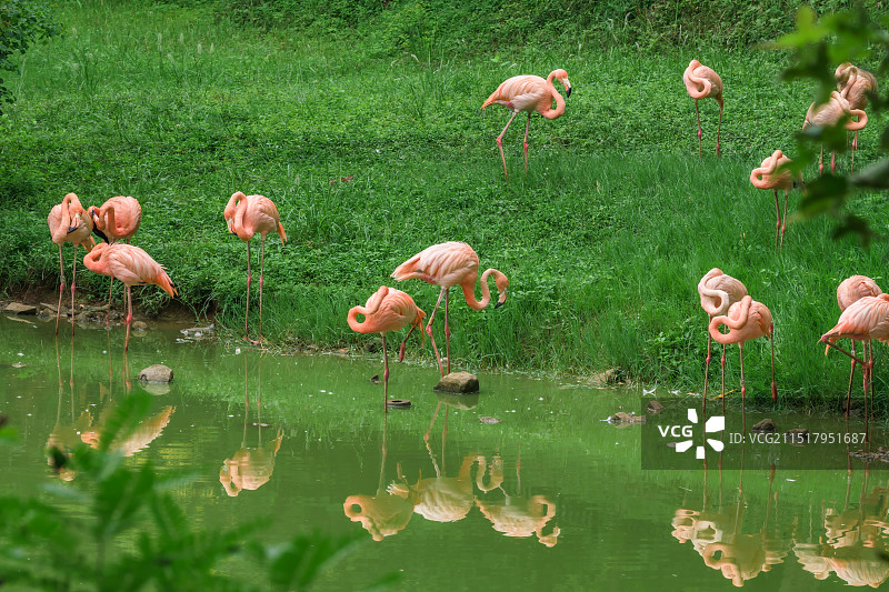 合肥4A合肥野生动物园 -火烈鸟图片素材