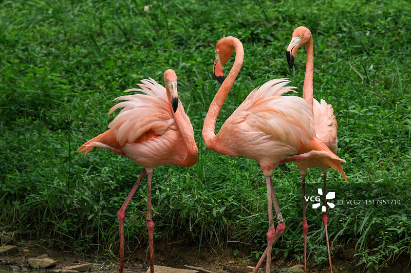 合肥4A合肥野生动物园 -火烈鸟图片素材