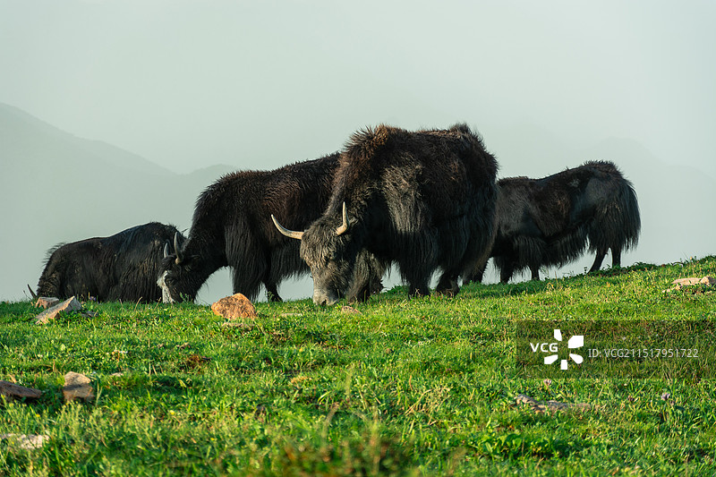 东灵山的牦牛图片素材