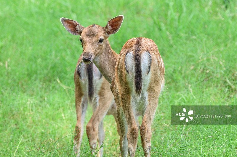 合肥4A合肥野生动物园 -鹿图片素材