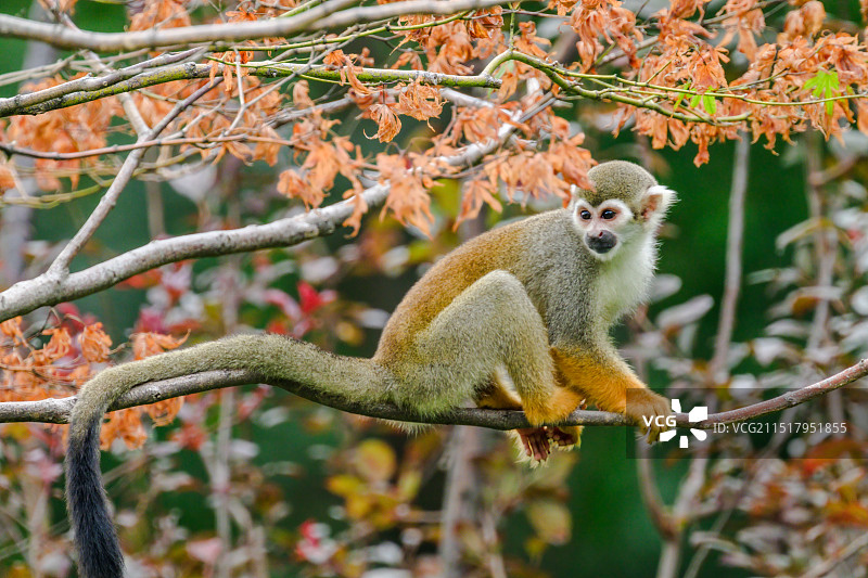 合肥4A合肥野生动物园 -松鼠猴图片素材