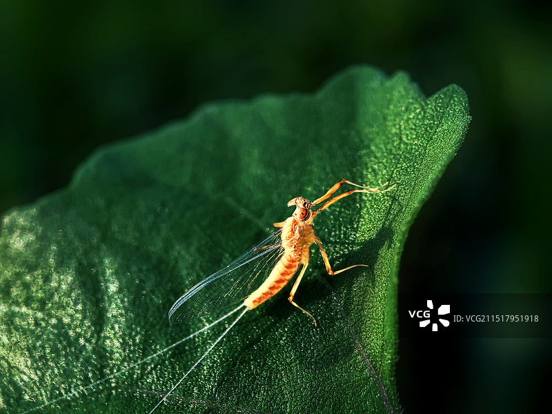 叶上蜉蝣特写镜头图片素材