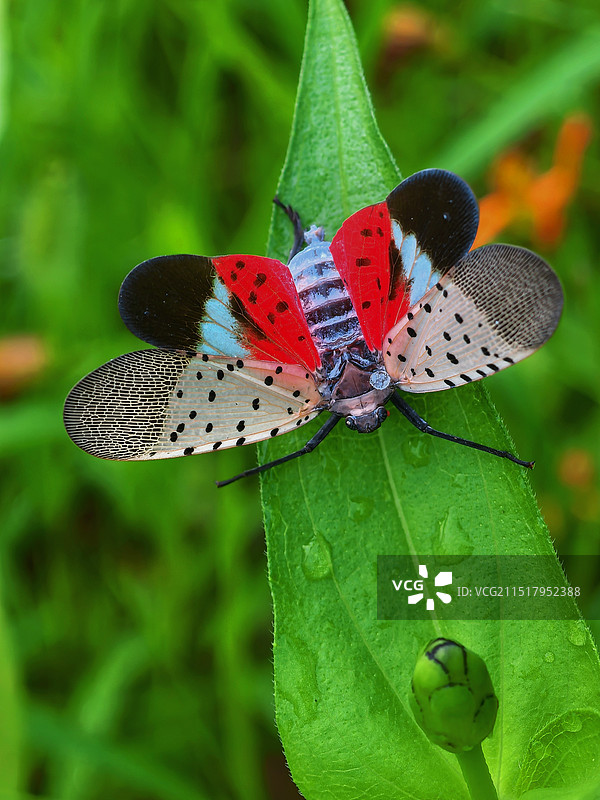 振翅欲飞的斑衣蜡蝉图片素材