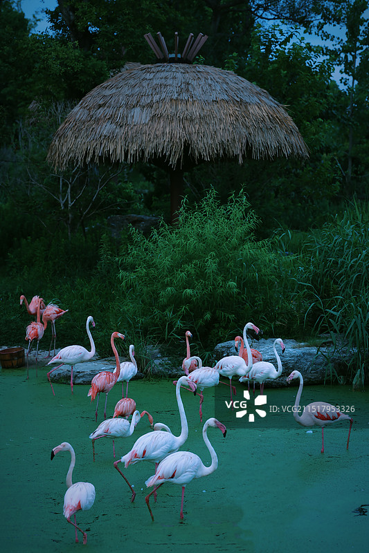 一起洗个澡吧图片素材