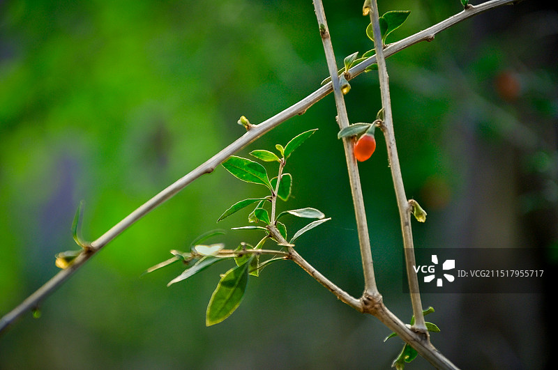 湖南长沙，枸杞的枝叶和果实图片素材